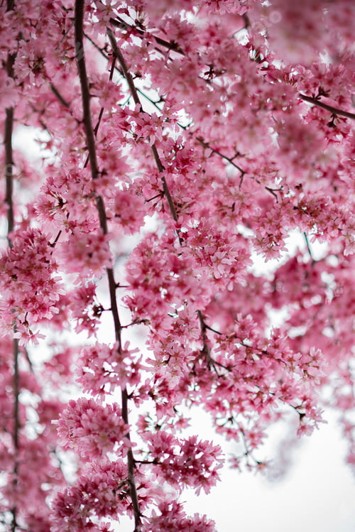 Preview: Blooming pink Sakura tree