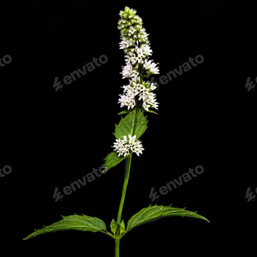 Preview: Flowering sprig of mint, isolated on black background