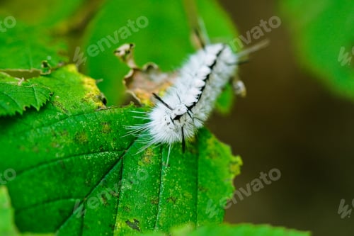 Preview: Close-up of a Hickory Tussock Moth on a leaf, with its neat white and black furry pattern