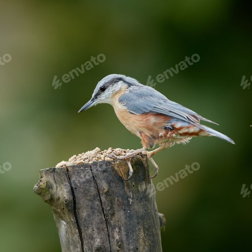 Preview: The Nuthatch