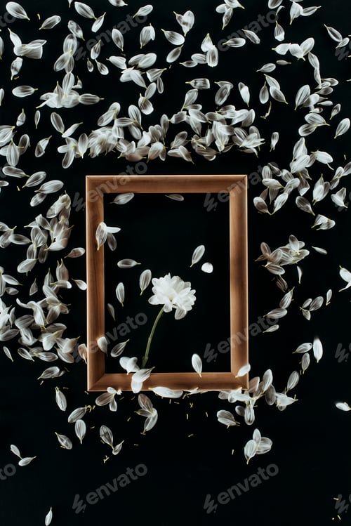 Preview: top view of wooden frame with daisy and petals isolated on black