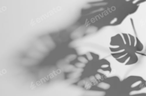 Preview: Blur background shadows monstera leaf on concrete plants absorb toxins on white wall