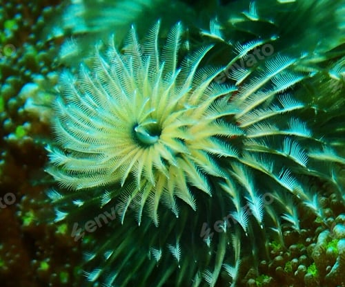 Preview: Shallow underwater seascape, fish underwater photo