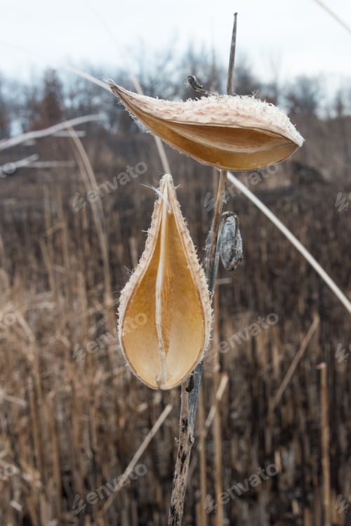 Preview: Dry Bulrush On A Field On A Winter Day