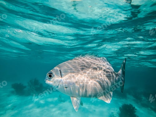 Preview: Life underwater