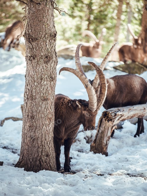 Preview: Wild goats pasturing near tree between snow