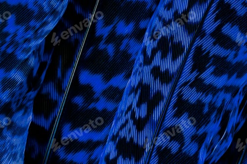 Preview: Dark blue calathea zebrina leaf background