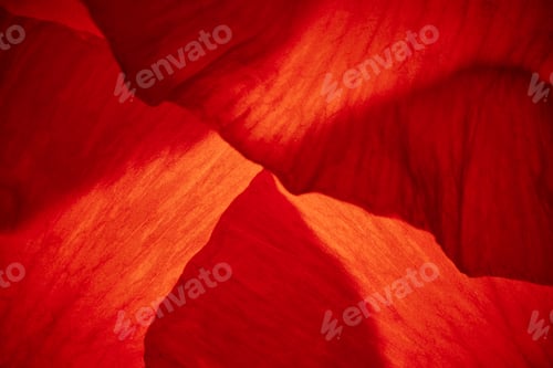 Preview: Macro abstract backgrount of red poppys