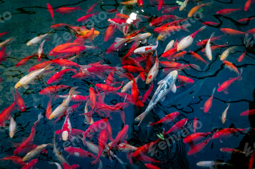 Preview: a school of red fish as a background