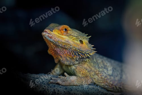 Preview: Central Bearded Dragon Lizard (Pogona vitticeps)
