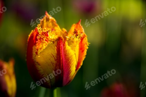 Preview: Red and Yellow Tulip