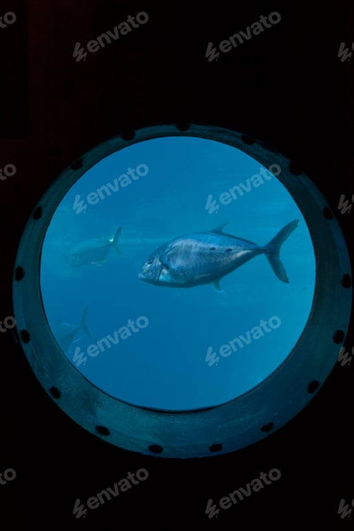 Preview: A group of fish swimming past a porthole, Durban, South Africa
