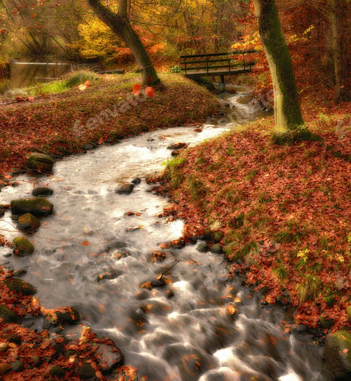Preview: Autumn trees and small river. River and bridge in autumn forest.