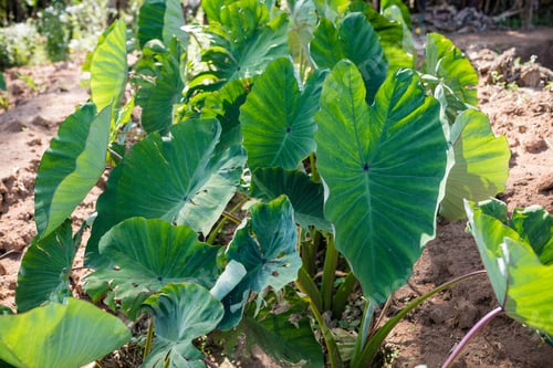 Preview: Kenya Images Pictures details shape farm farming field plants vegetations meadows landscapes Nairobi