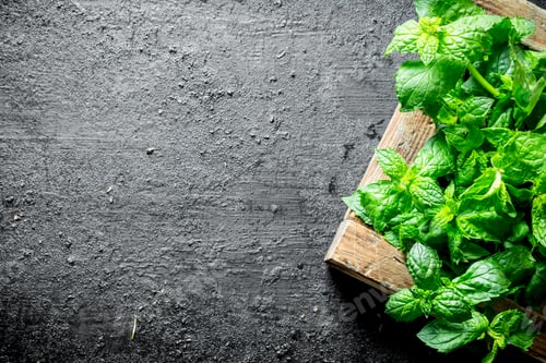 Preview: Fresh mint on wooden tray.