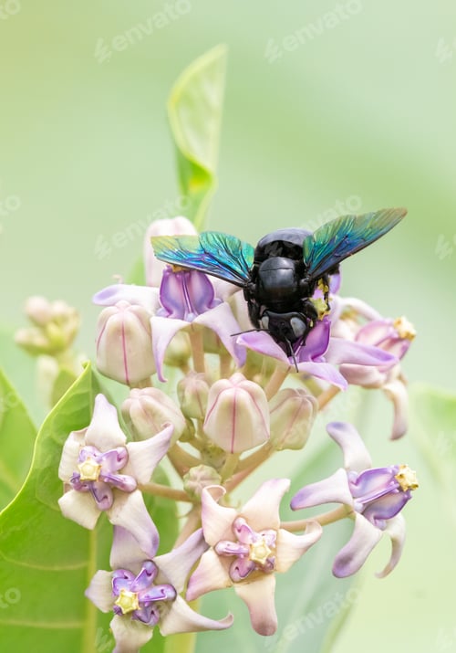 Preview: A Beautiful tropical carpenter bee drinking nectar from the milky weed flowers.