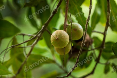 Preview: Macadamia nuts ready for harvesting