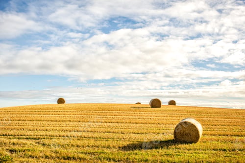 Preview: agricultural field and blue sky