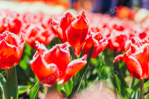 Preview: Red tulips with beautiful bouquet background.