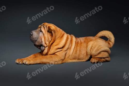 Preview: beautiful shar pei puppy