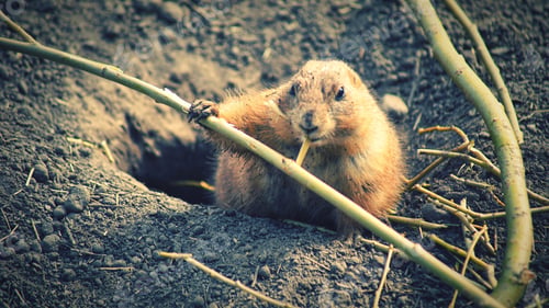 Preview: A cute hamster