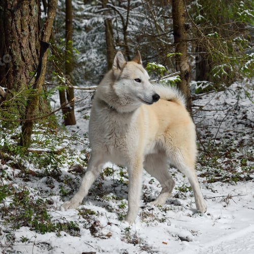 Preview: Hunting Siberian Laika