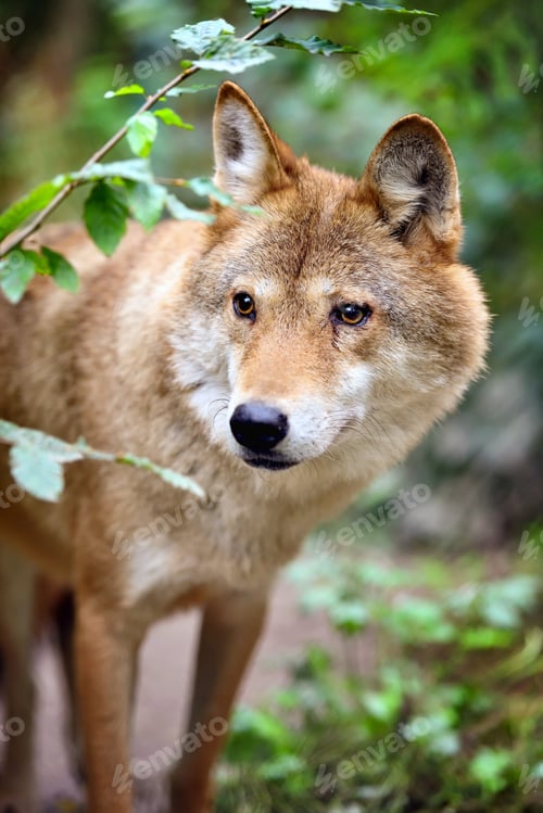 Preview: Timber wolf (Canis lupus) hunting in the forest