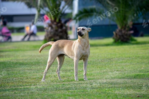 Preview: A dog enjoying a day at the park.