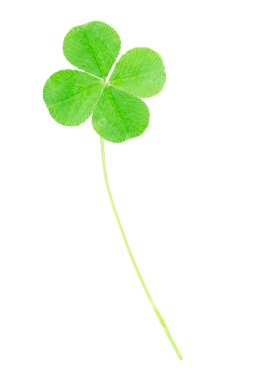 Preview: Green four leaf clover