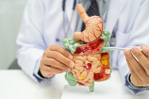 Preview: Digestive system with stomach and intestine, Asian doctor holding human anatomy