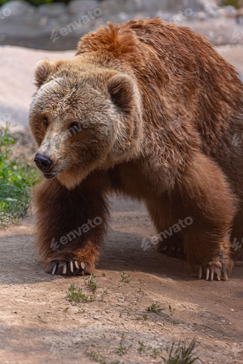Preview: Adorable brown bear ambles along a dirt path in a wooded area