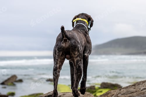 Preview: Handsome German Pointer dog standing on the shore