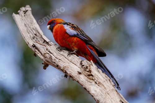 Preview: Small crimson rosella bird perched on a tree branch against a backdrop of lush