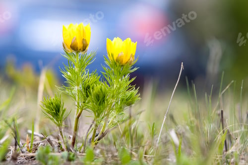 Preview: Close up of small yellow wild flower blooming in green spring field.