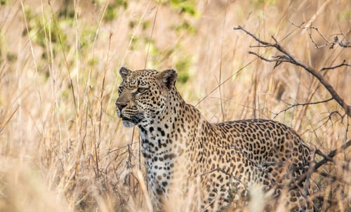 Preview: A Leopard blending in in the high grass.