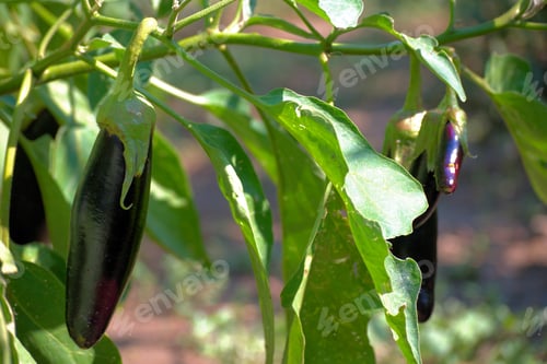 Preview: Selective focus shot of an eggplant growing in the field at sunlight