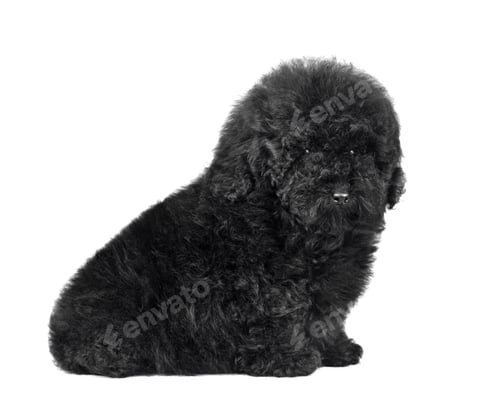 Preview: Sitting shaggy maltypu puppy