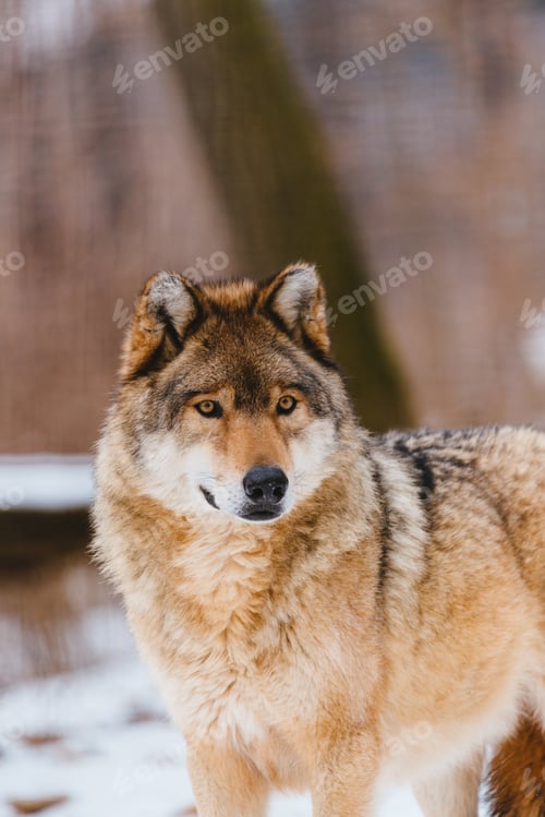 Preview: Wolf in the winter forest