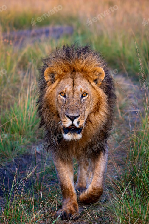 Preview: Vertical shot of a male lion in the savannah