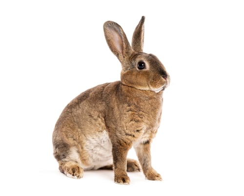 Preview: Rex rabbit sitting on white background and looking at the camera