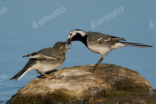 Preview: White wagtail (Motacilla alba)