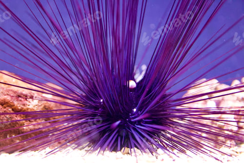 Preview: Spiky sea urchin