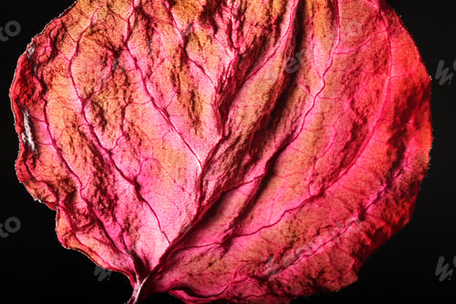 Preview: Dry Leaf Texture Abstract Background