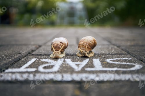 Preview: Close-up of racing snails in front of start line. Themes competition, winning and funny animals.