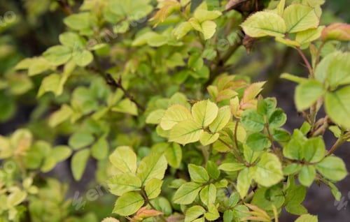 Preview: Green Leaves