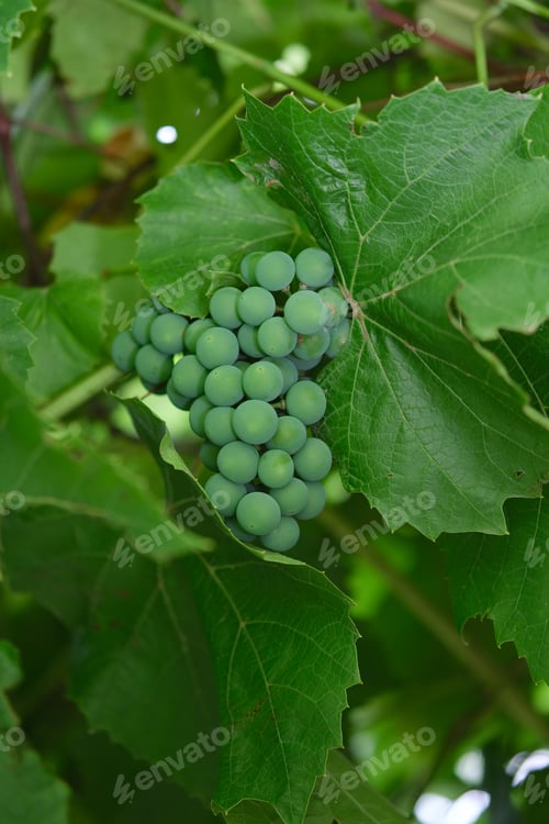 Preview: Bunch of unripe green grapes Isabella