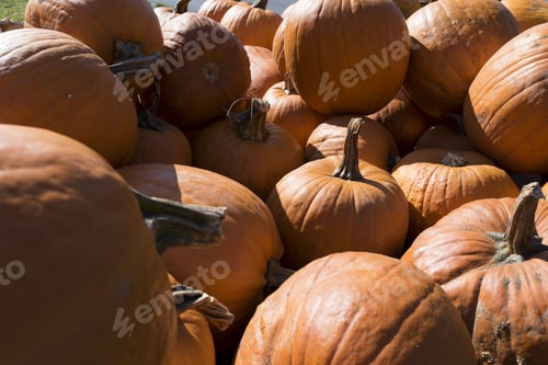 Preview: Pile of fresh raw pumpkins under the sunlight
