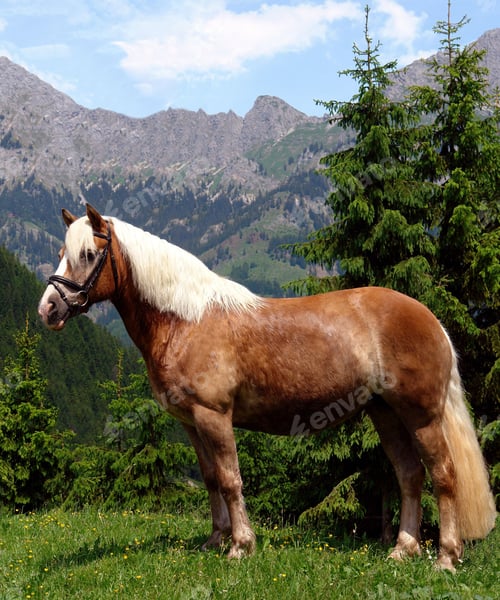 Preview: horse, mare, wilderness, stallion
