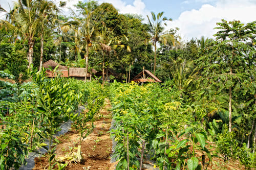 Preview: A cocoa crop field in Ubud, Bali. Indonesia