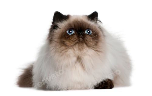 Preview: Persian (8 monhs old)